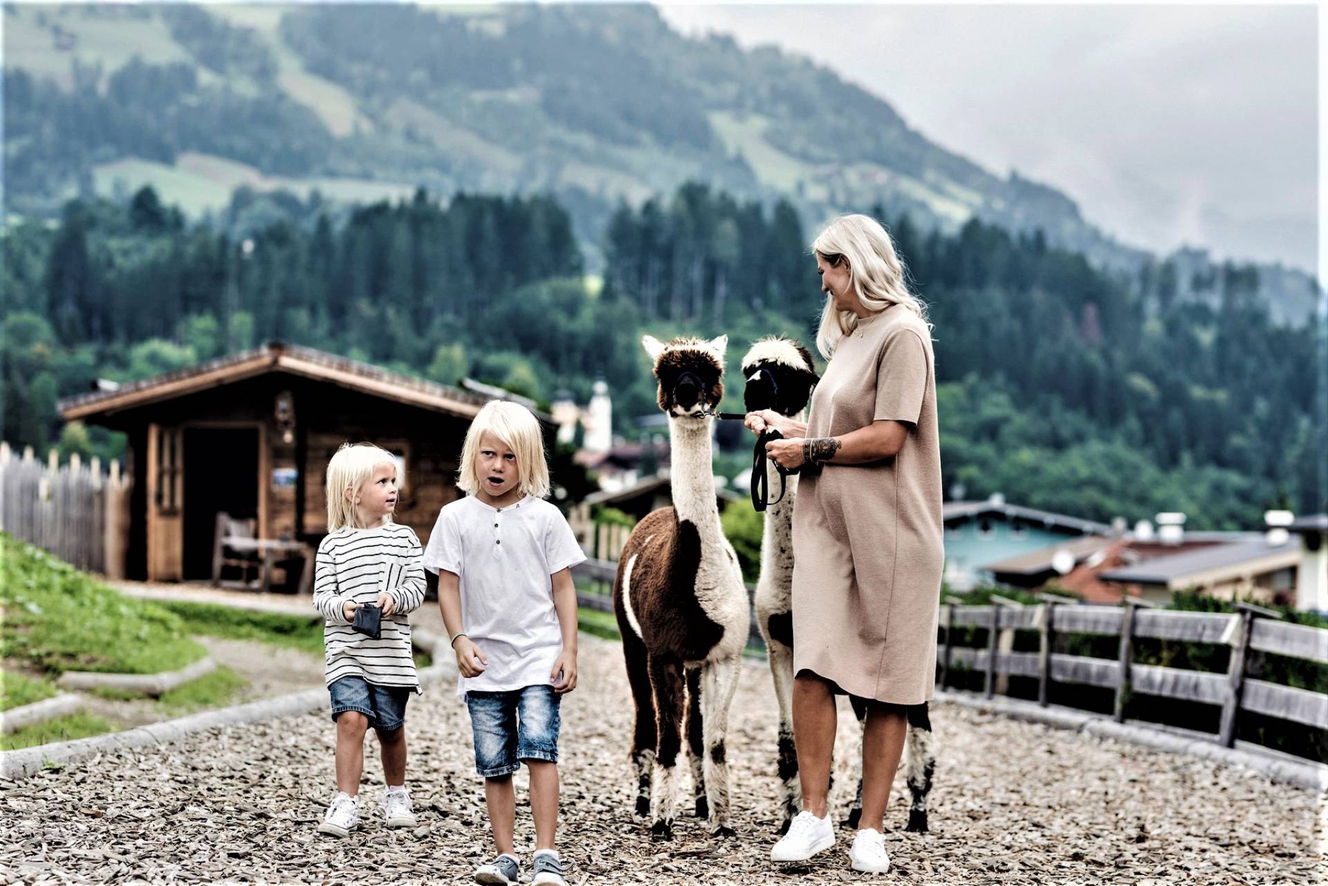 Mama und Söhne gehen mit Alpakas spazieren