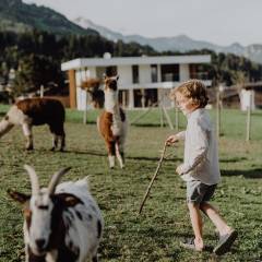 Kind bei den Ziegen und Alpakas 