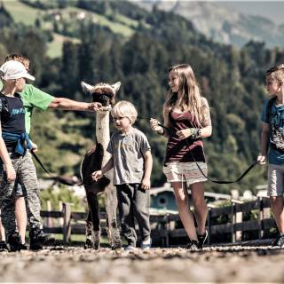 Ausflug mit den Alpakas