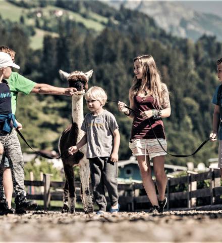 Ausflug mit den Alpakas