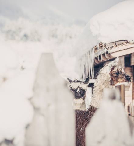 Lamas Winter Mia Alpina