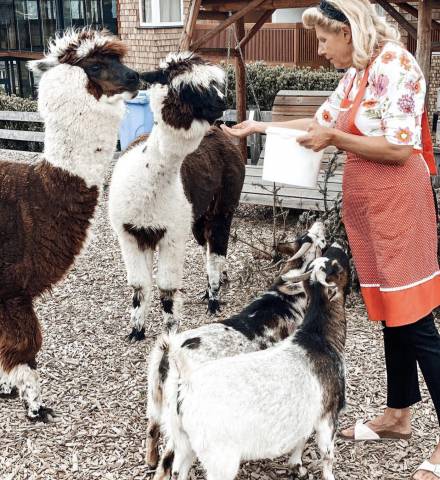 Alpakas und Ziegen werden gefüttert