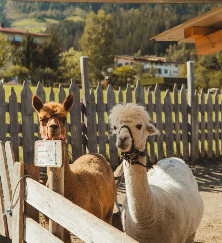 streichelzoo im mia alpina