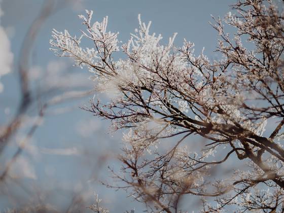 Detailaufnahme eines Baum im Winter