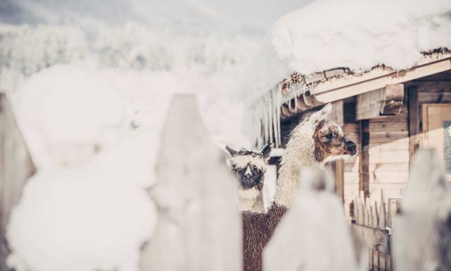 Lamas Winter Mia Alpina
